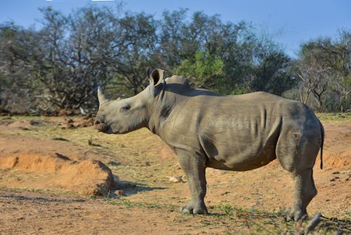 Photograph of a Gray Rhinoceros