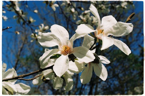 Foto stok gratis berkembang, bunga-bunga, flora