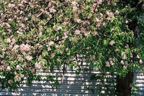 Free A lush tree with delicate pink blossoms and green leaves in full bloom, evoking the beauty of spring. Stock Photo