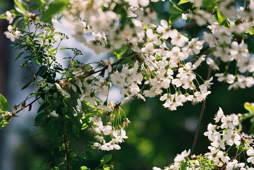 Free Close-up of delicate cherry blossoms in full bloom during spring, showcasing nature's beauty. Stock Photo