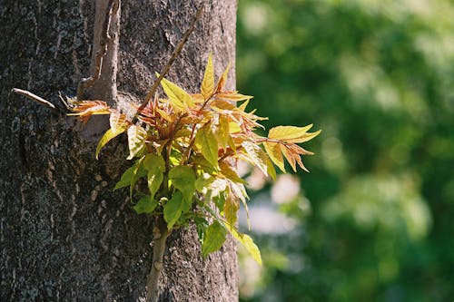 A Plant Growing on a Tree