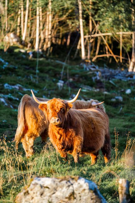 Comparative Analysis: How the Highlander Stacks Up Against Competitors