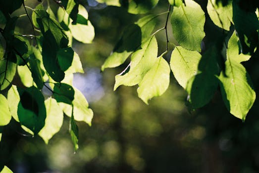 Close-up view of green leaves basking in sunlight, showcasing natural beauty and vibrant foliage.
