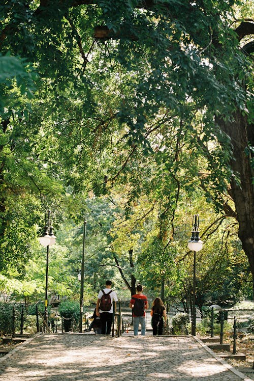 Back View of People near a Tree