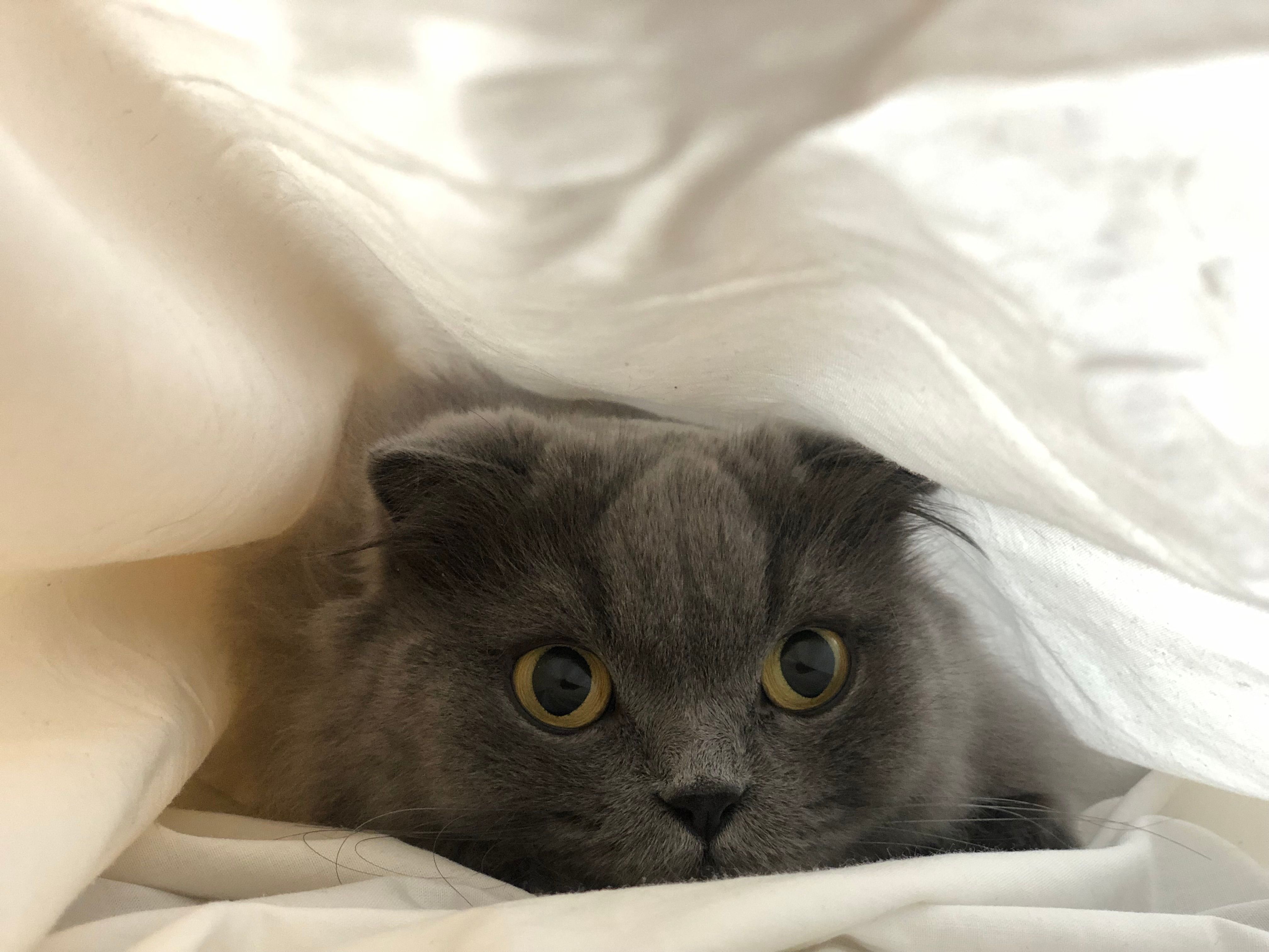 Portrait of a cat at a veterinary clinic