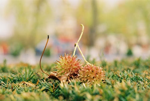 Close-up of Chestnut on Green Grass