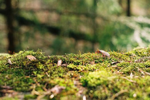 Close-up of moss-covered forest floor with scattered dry and fallen leaves, hinting at a serene natural setting.