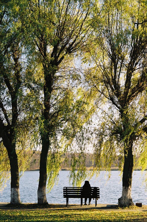 Person Sitting on Bench Near Trees and Body of Water