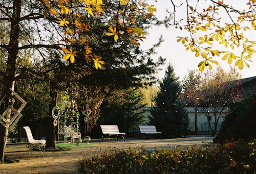 White Benches in a Park Full of Trees