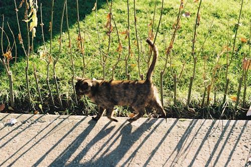 Cat Walking on Concrete Pavement