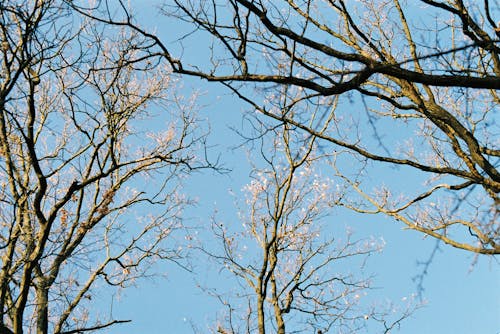 Imagine de stoc gratuită din arbori, cer albastru, crengi