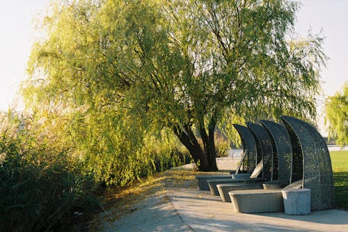 Photo of a Tree near Chairs