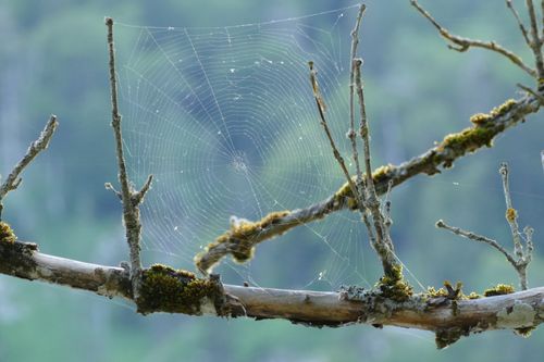 Free Spider web Stock Photo