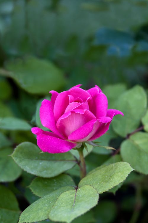 Beautiful Pink Rose in Bloom