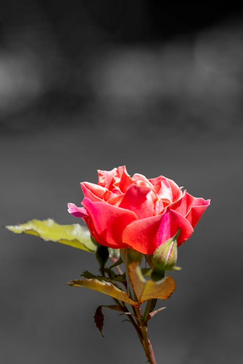 Beautiful Red Rose in Bloom