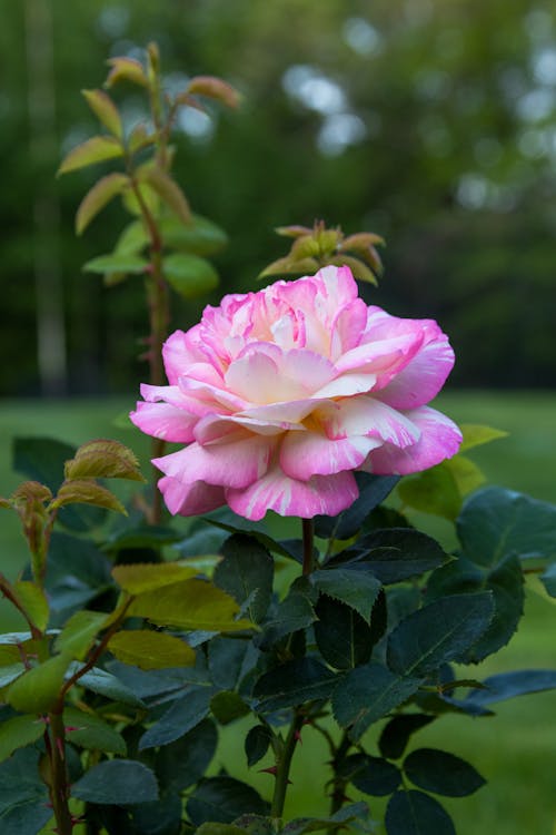 Beautiful Pink Rose in the Garden