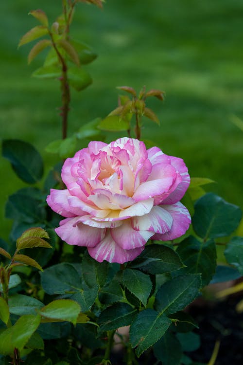 Pink Rose and Green Leaves