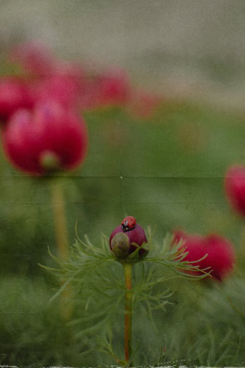 A Ladybug on a Red Flower Bud