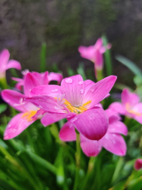 Foto d'estoc gratuïta de flors roses, gotetes d'aigua, lliri de pluja rosa