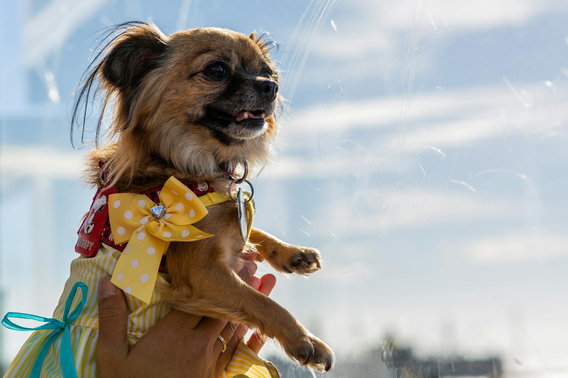 Person som håller en vuxen brun chihuahua