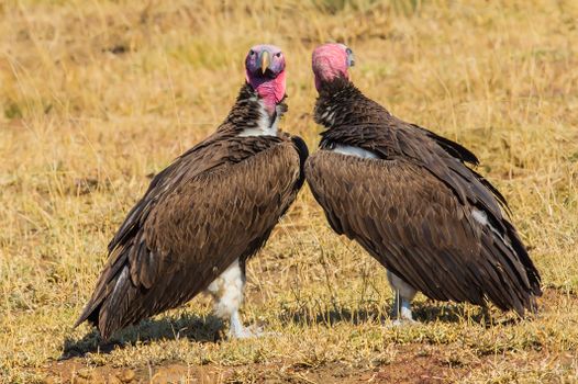 Pair of Lappet-faced vultures standing in dry grassland in South Africa.