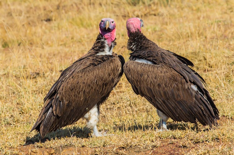 Two Breeding Vultures