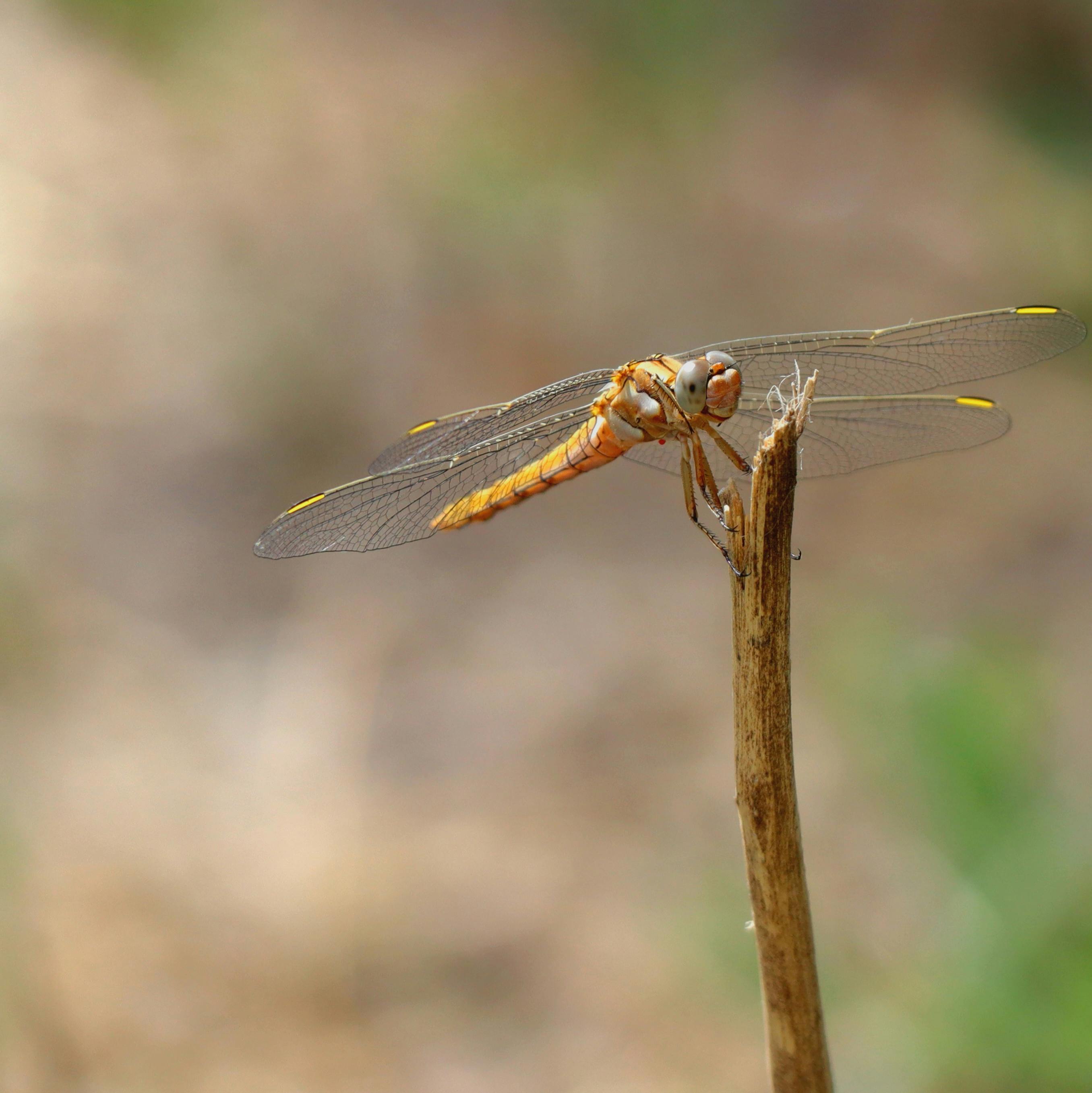 Close-up Photography of Brown and Green Dragonfly · Free Stock Photo