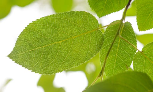 Shallow Focus Photography of Green Leafed Tree