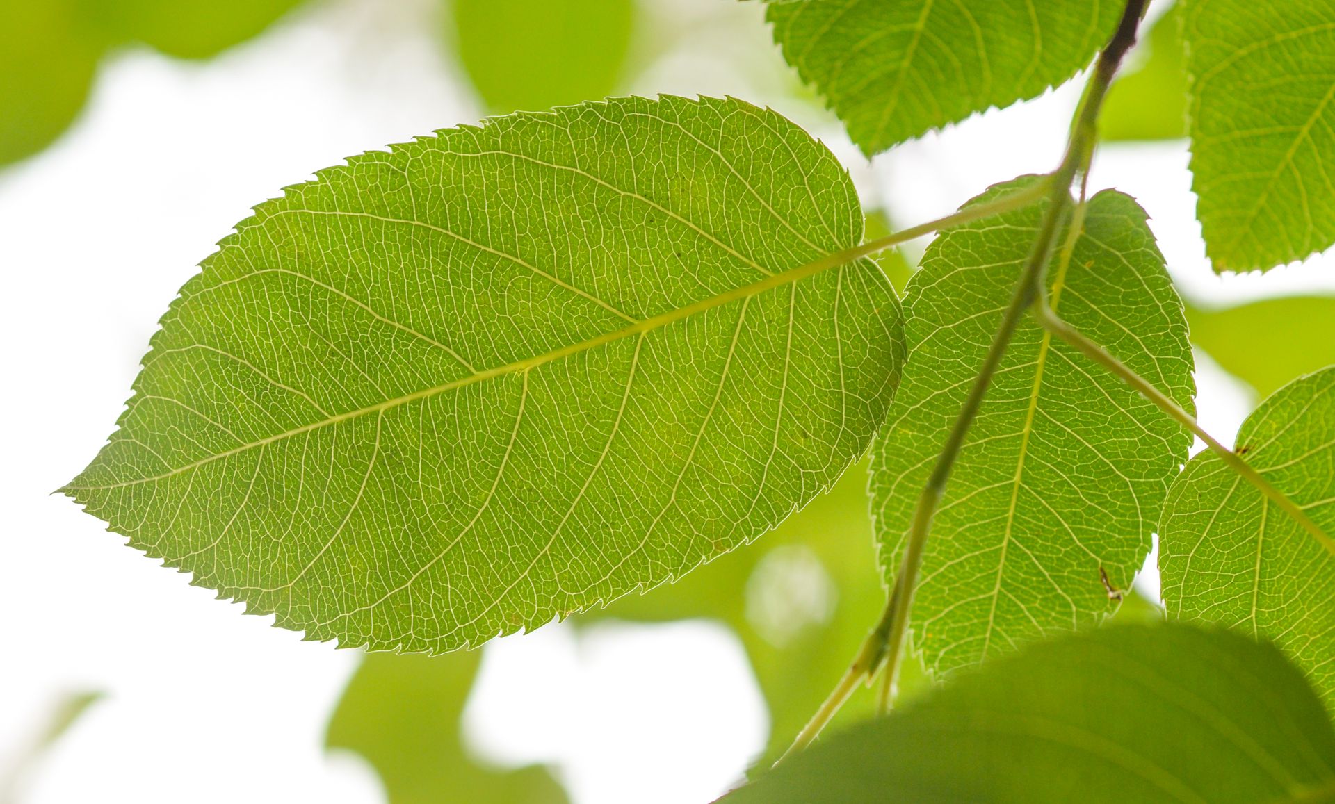 Detailed close-up of vibrant green leaves with veins visible, set against an outdoor garden backdrop.