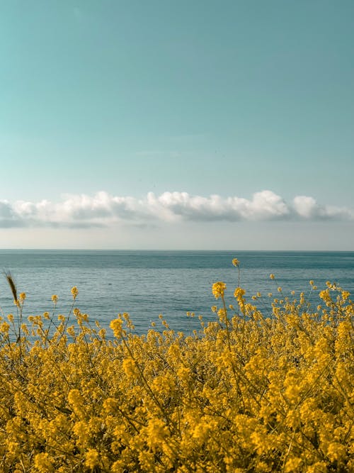 Yellow Flower Field Near Sea Under Blue Sky
