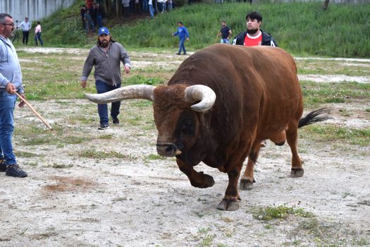 A powerful bull charges through a field in Fafe, Portugal, surrounded by people.