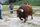 bull