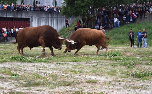 Brown Bull on Green Grass Field