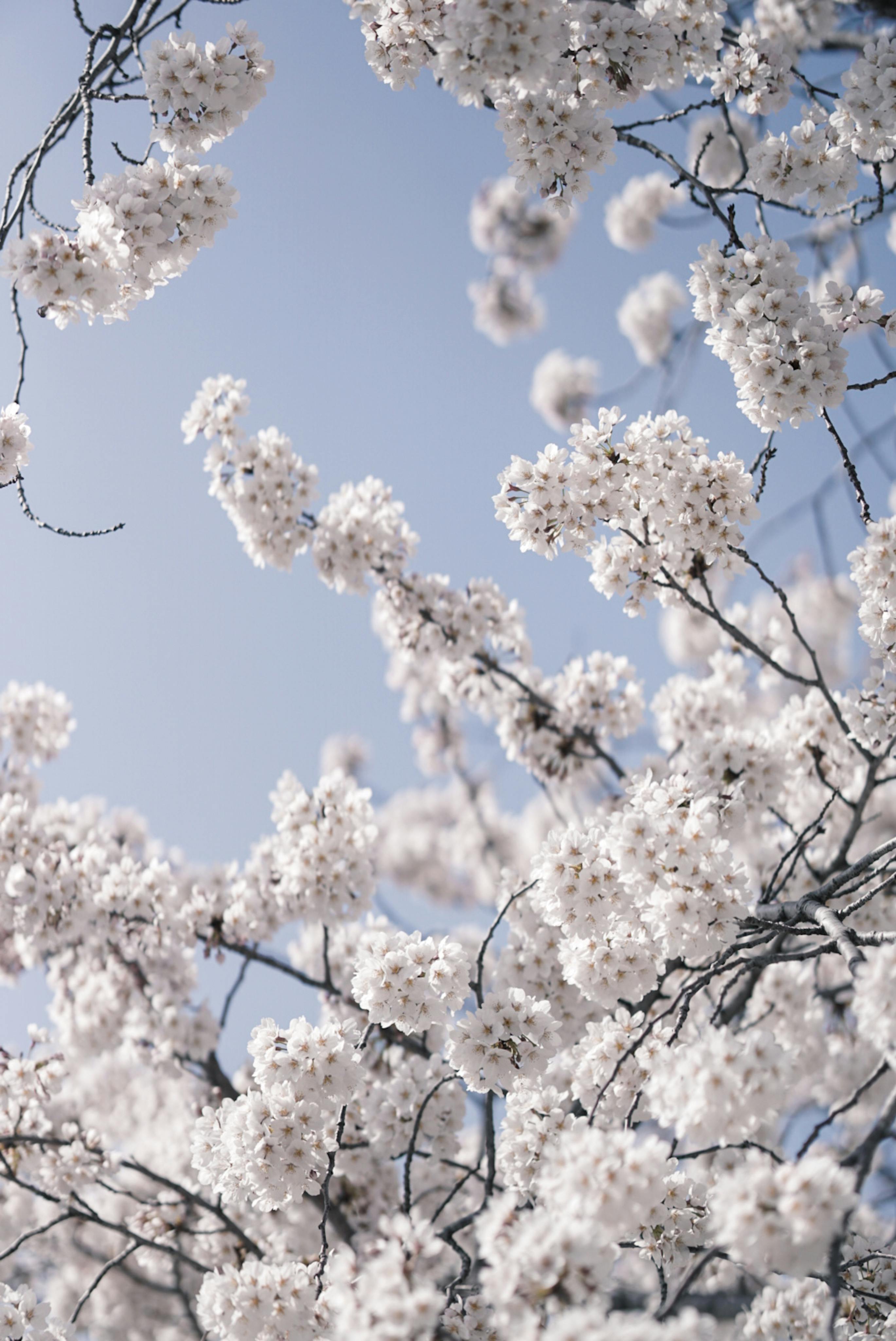 white cherry blossom tumblr