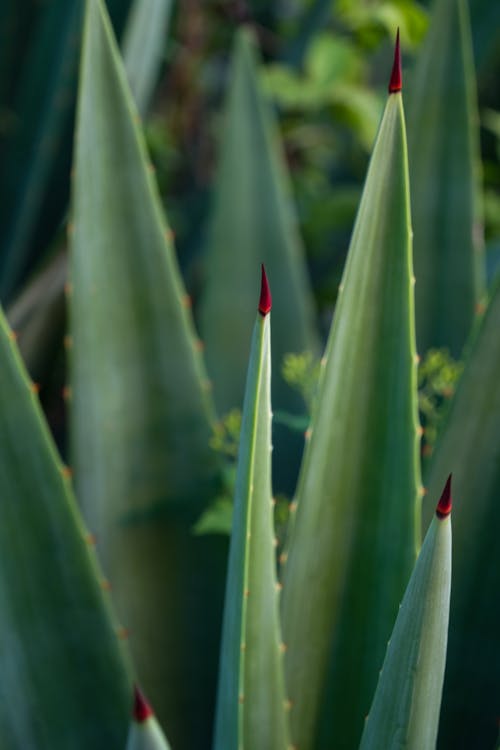 Close-up of Aloe Vera Plant
