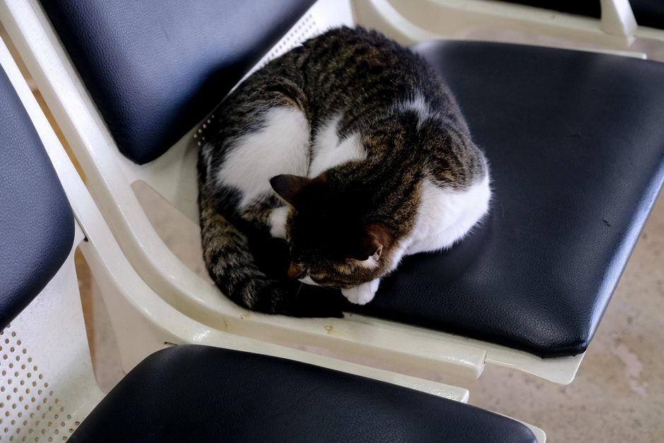 Tabby cat curled up asleep on a black chair indoors