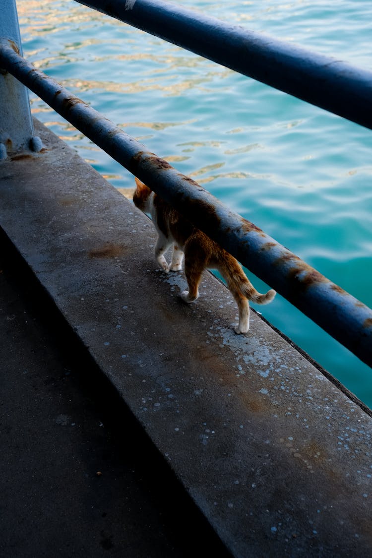 Cat Under Bars Near Water