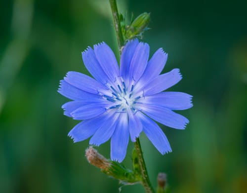 Fotos de stock gratuitas de botánica, enfoque selectivo, flor azul