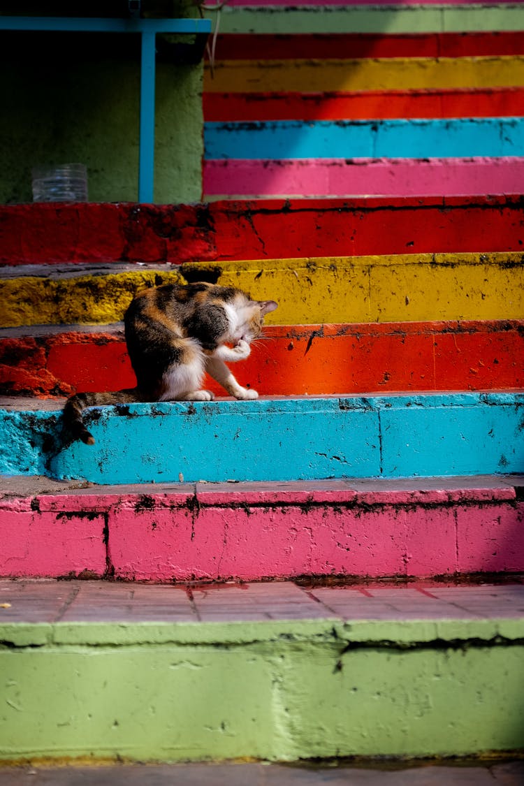 Cat On Colorful Stairs