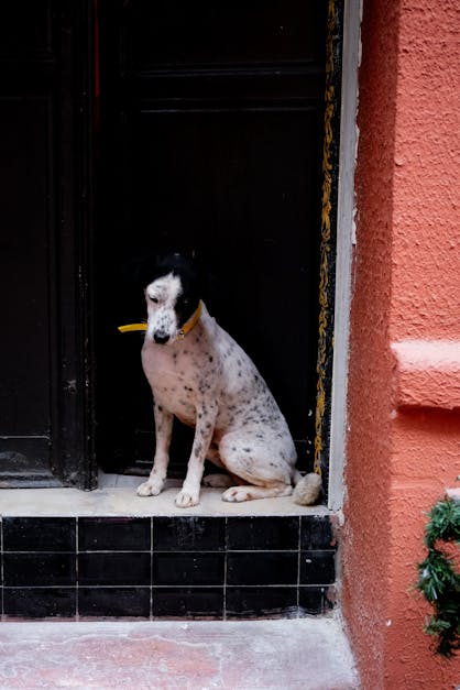 How to make a dog door draft stopper