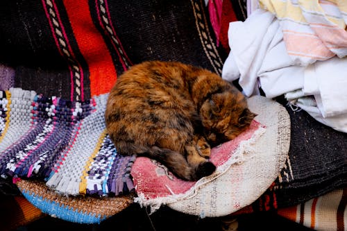 Brown and Black Cat Sleeping