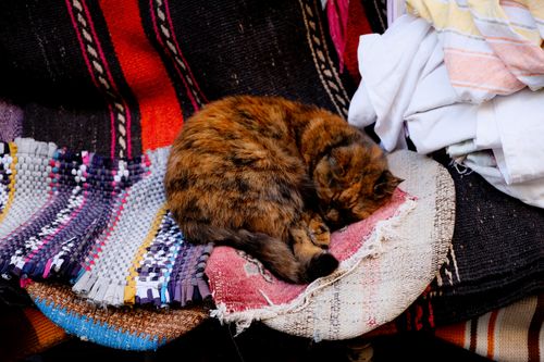 Free A serene image of a tabby cat sleeping on vibrant, textured blankets indoors. Stock Photo