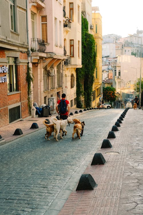 Man Walking Dogs in City in Turkey