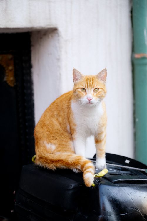 Free A curious orange tabby cat sits atop a black bin in an urban setting. Stock Photo