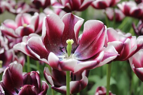 Kostnadsfri bild av blomfotografi, blommor, flora