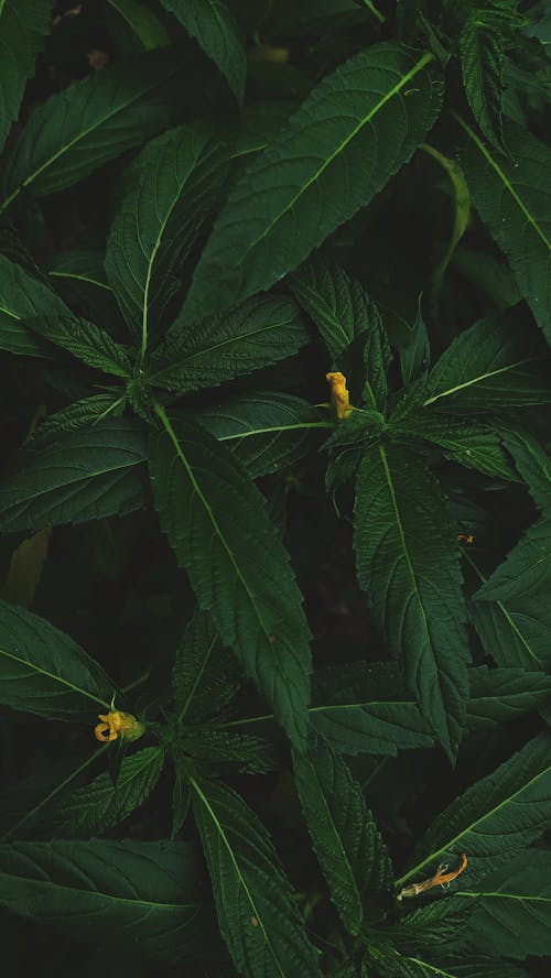 Green Leaves in a Tropical Forest 