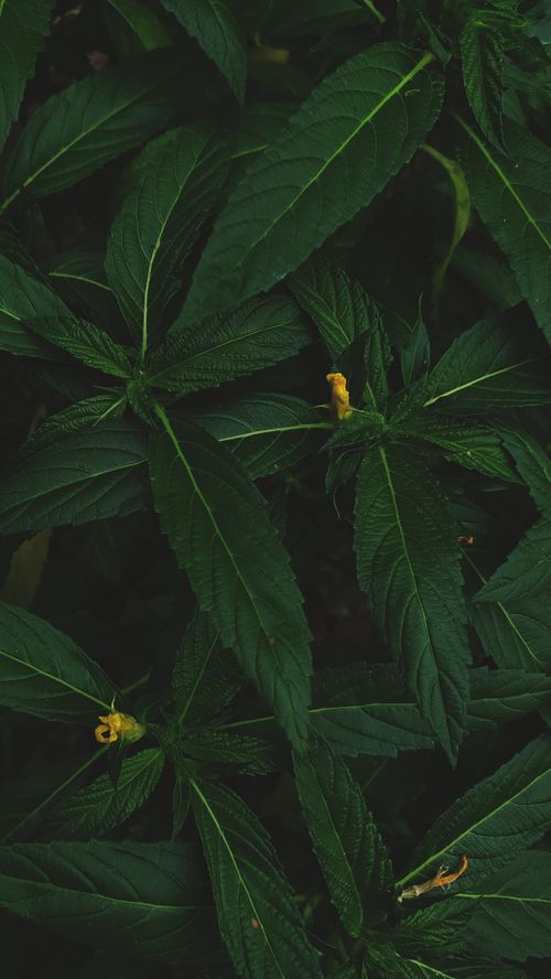 Free Close-up of vibrant tropical leaves in Balangir, India, showcasing lush greenery and natural beauty. Stock Photo