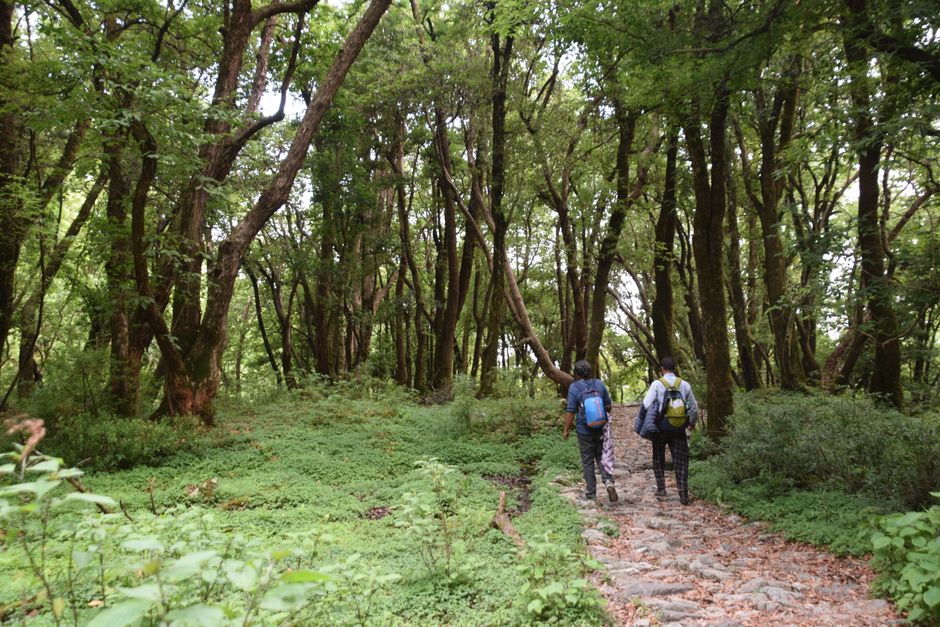 Jungle Trekking in Yankari vs. Oban Hills: Which to Choose?