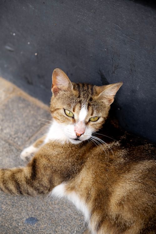 Free Domestic cat resting on pavement, looking relaxed and cozy. Stock Photo