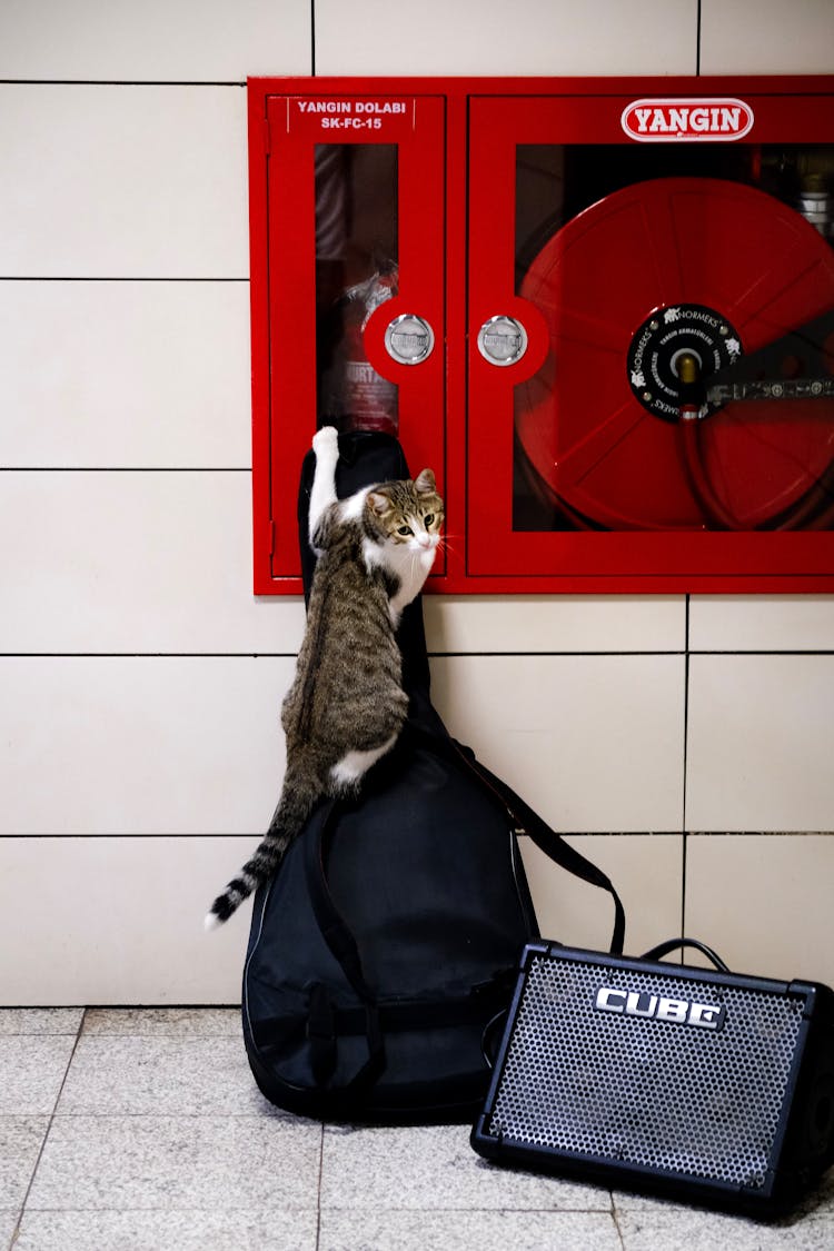 Photo Of A Cat Climbing On A Guitar Cover 